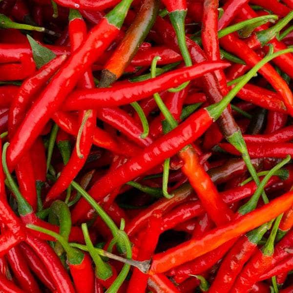 AcquaGarden Plants Chilli 'Super Chilli'