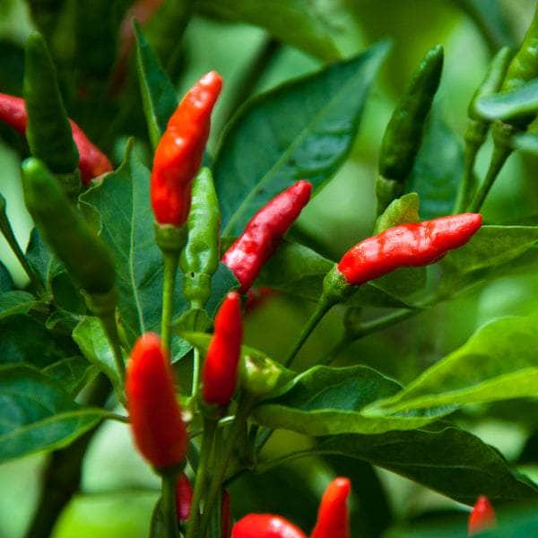 AcquaGarden Plants Chilli 'Super Chilli'