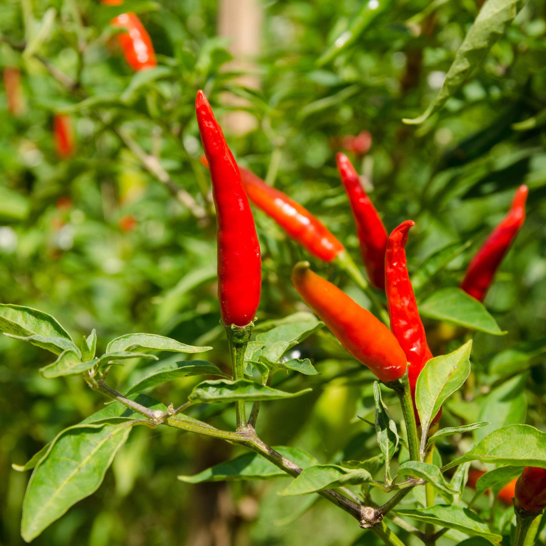 AcquaGarden Plants Chilli 'Super Chilli'