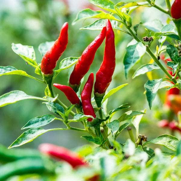 AcquaGarden Plants Chilli 'Tabasco'