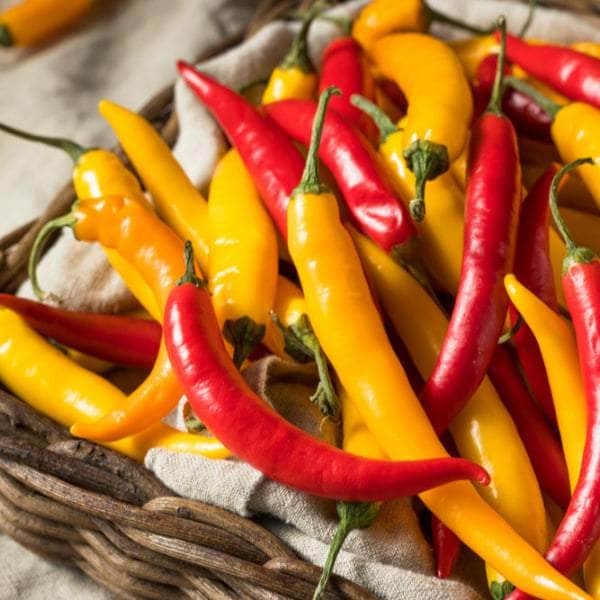 AcquaGarden Plants Chilli 'Tricolor'