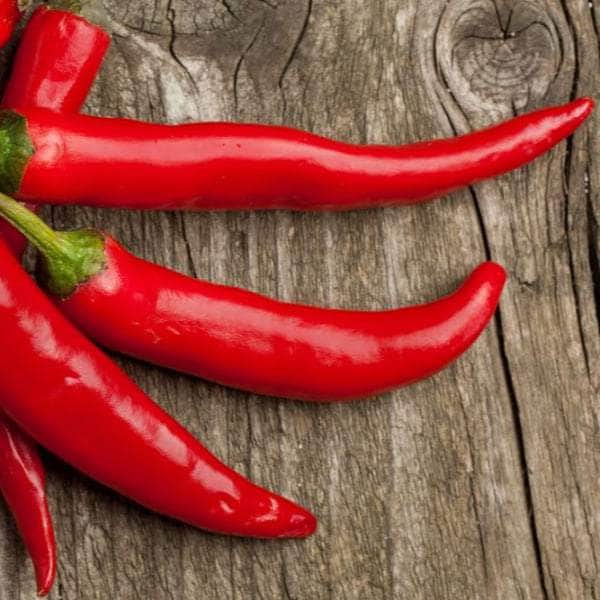 AcquaGarden Plants Chilli 'Tricolor'