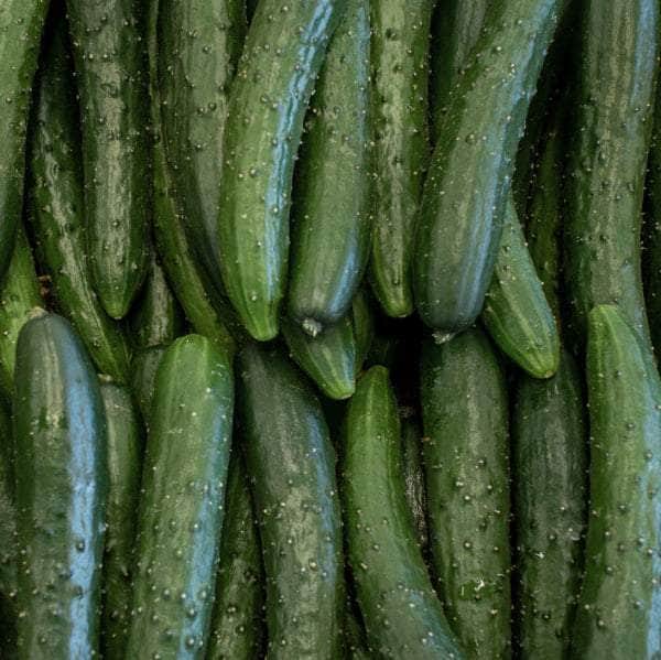 AcquaGarden Plants Cucumber 'Delistar F1'