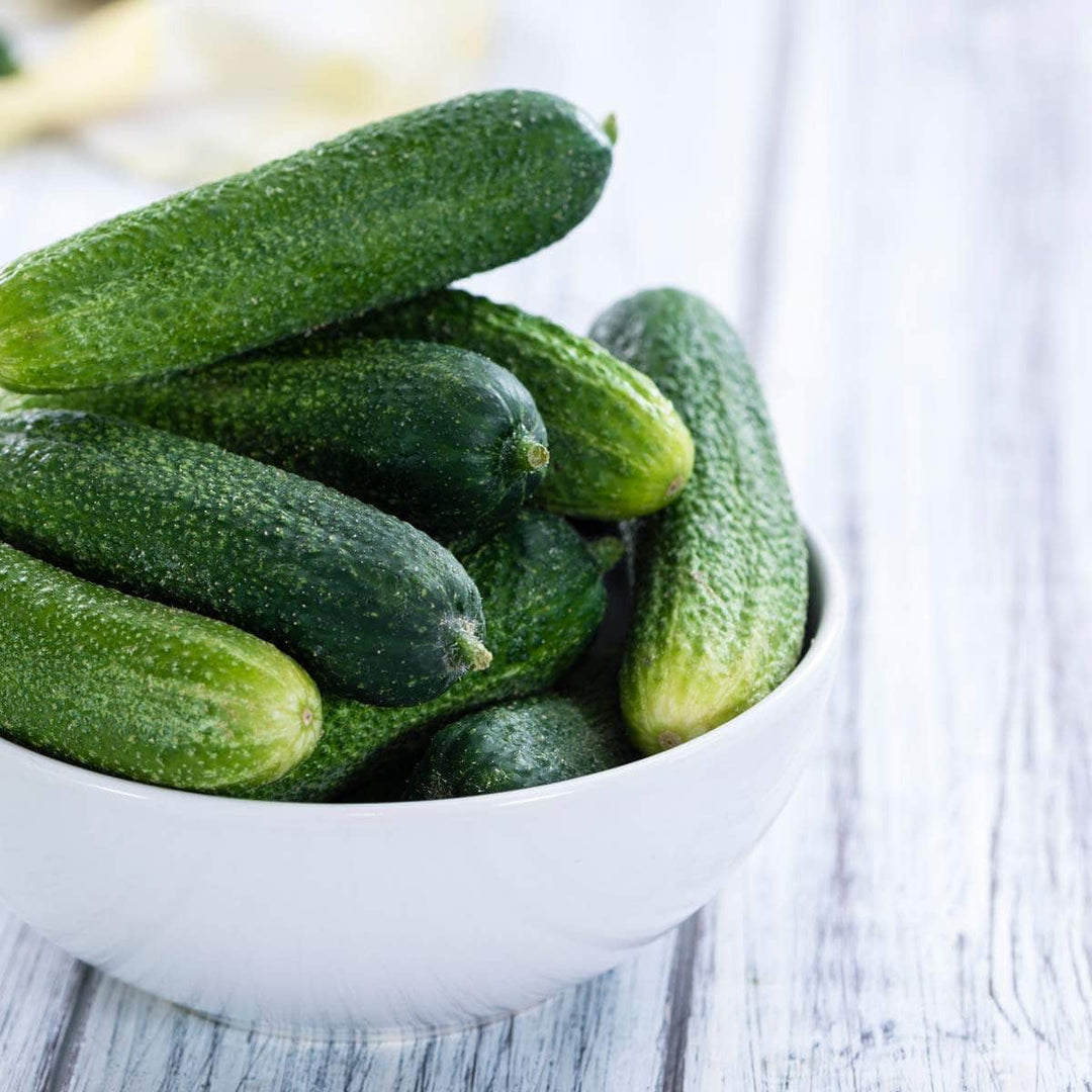 AcquaGarden Plants Cucumber 'Delistar F1'