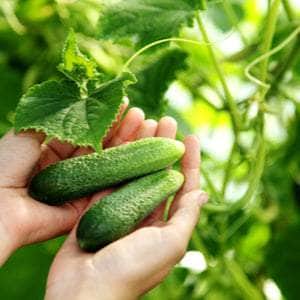AcquaGarden Plants Cucumber 'Delistar F1'