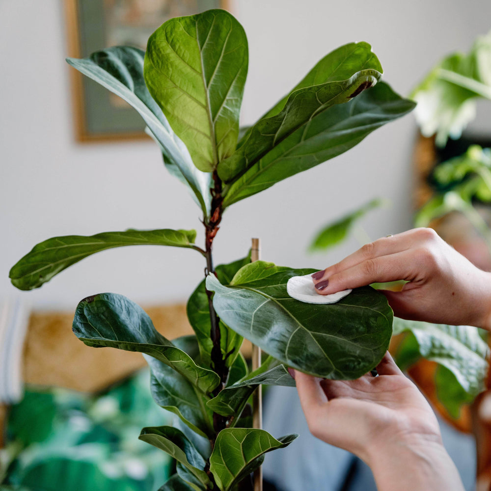 AcquaGarden Plants Ficus Lyrata 'Fiddle Leaf Fig'