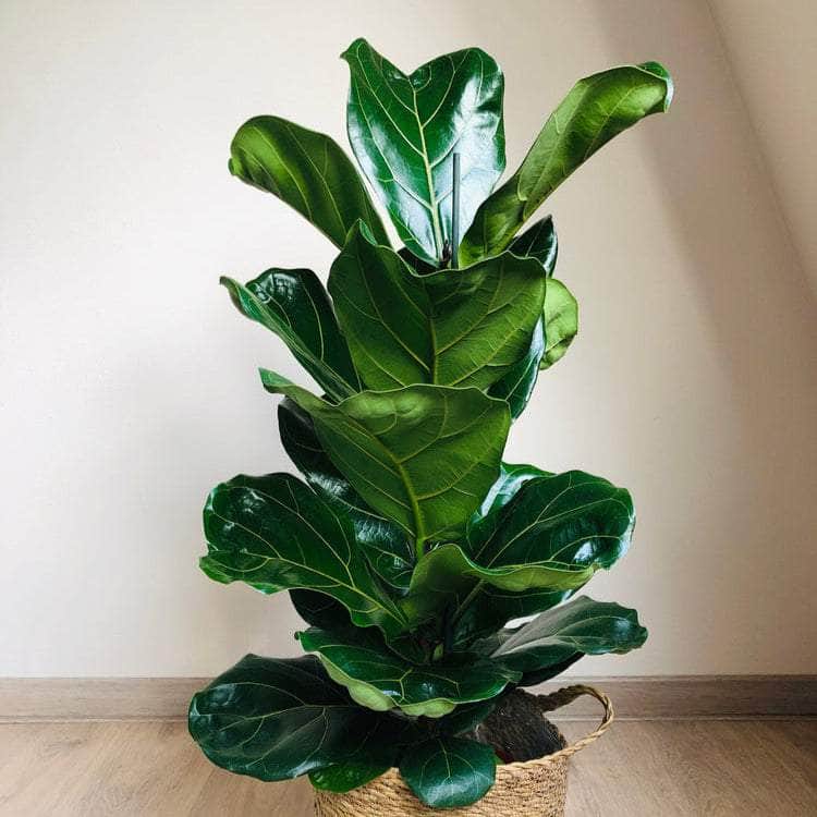 AcquaGarden Plants Ficus Lyrata 'Fiddle Leaf Fig'