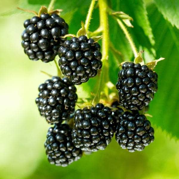 AcquaGarden Plants Fruit plants Multi-Pack 1 – Mixed Varieties - 6 x Full Plants
