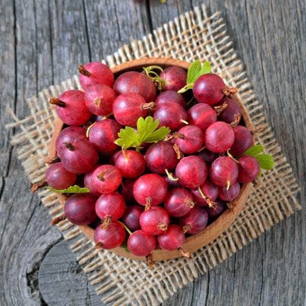 AcquaGarden Plants Fruit plants Multi-Pack 1 – Mixed Varieties - 6 x Full Plants