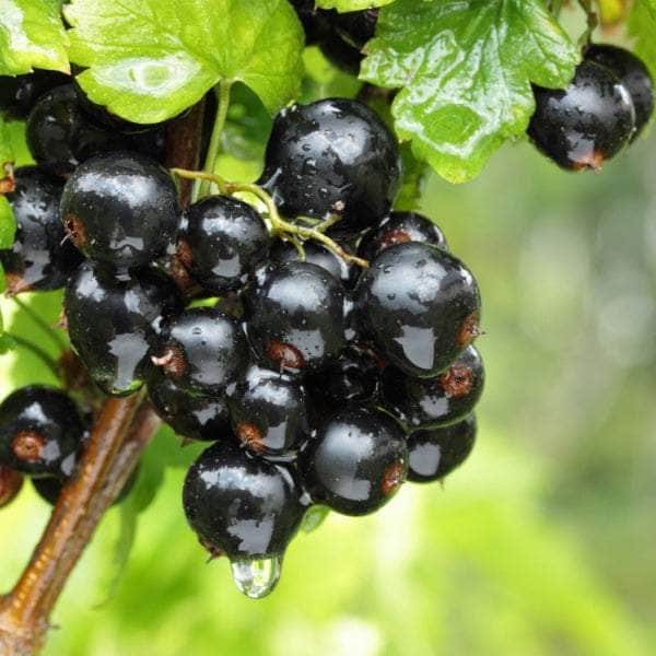 AcquaGarden Plants Fruit plants Multi-Pack 2 – Mixed Varieties - 6 x Full Plants