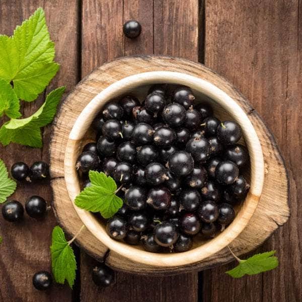 AcquaGarden Plants Fruit plants Multi-Pack 4 – Mixed Varieties - 6 x Full Plants