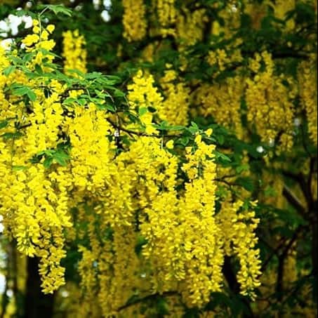 AcquaGarden Plants Laburnum Vossii