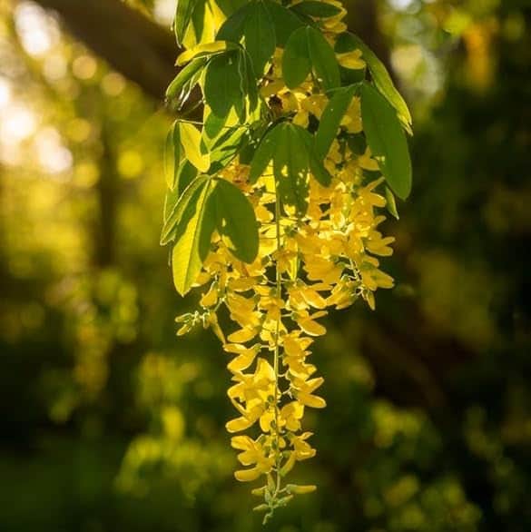 AcquaGarden Plants Laburnum Vossii