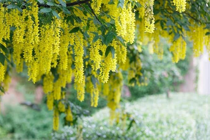 AcquaGarden Plants Laburnum Vossii