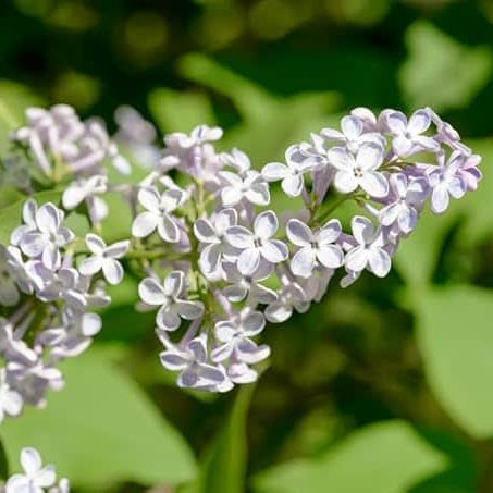 AcquaGarden Plants Lilac Syringa Vulgaris 'Madame Lemoine'
