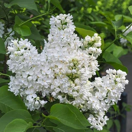 AcquaGarden Plants Lilac Syringa Vulgaris 'Madame Lemoine'