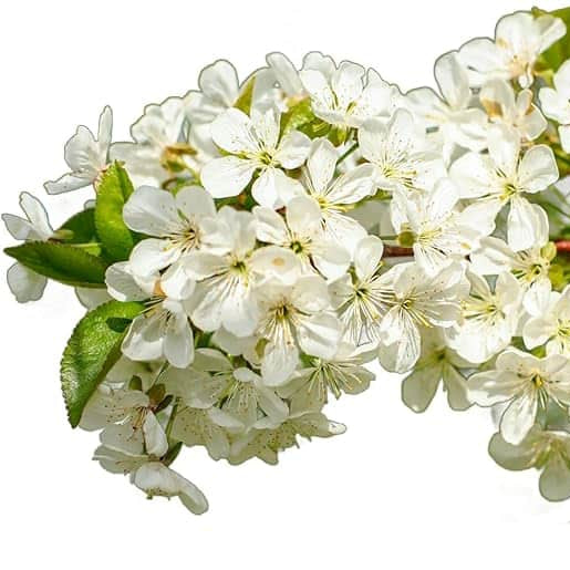 AcquaGarden Plants Lilac Syringa Vulgaris 'Madame Lemoine'