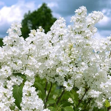 AcquaGarden Plants Lilac Syringa Vulgaris 'Madame Lemoine'