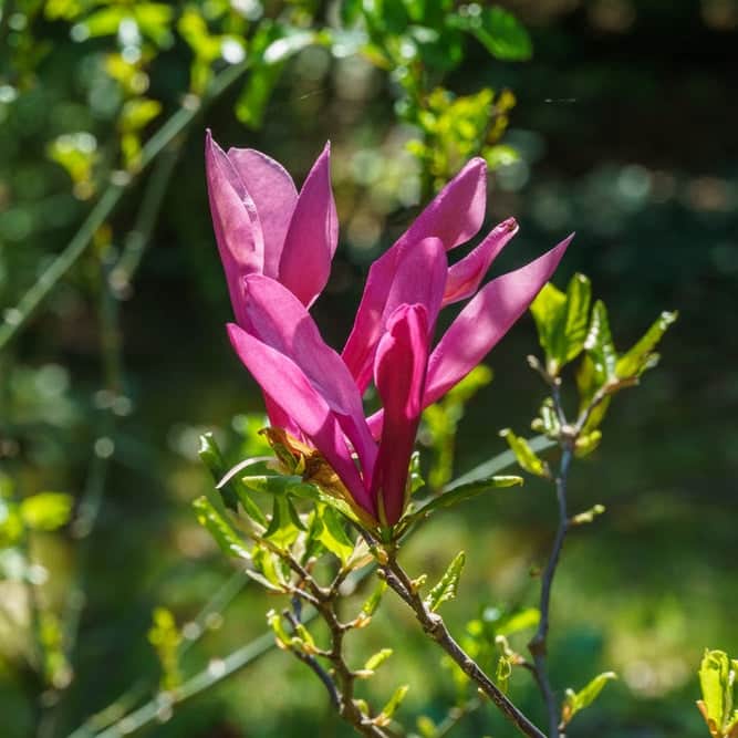 AcquaGarden Plants Magnolia Susan