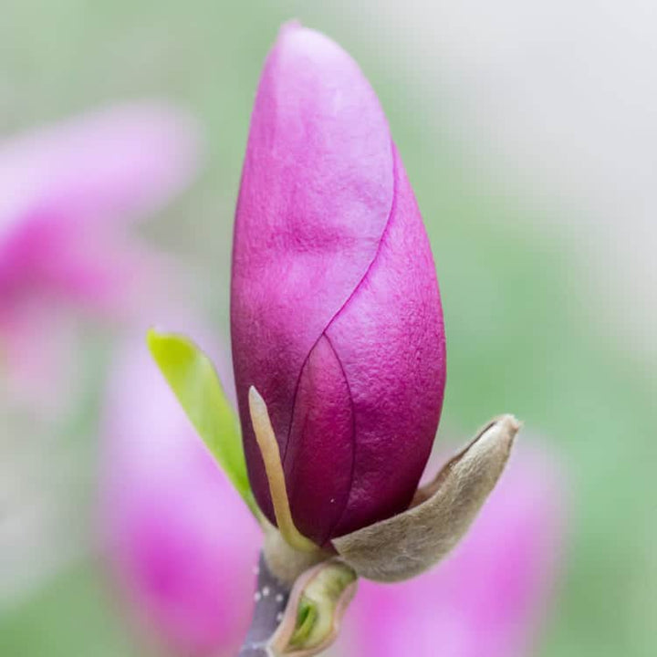 AcquaGarden Plants Magnolia Susan