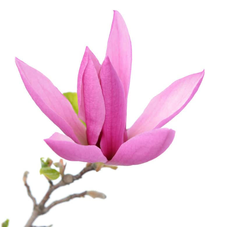 AcquaGarden Plants Magnolia Susan