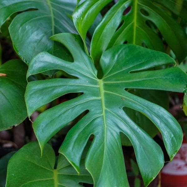 AcquaGarden Plants Monstera Deliciosa 'Swiss Cheese Plant'