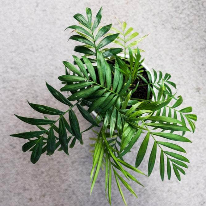 AcquaGarden Plants Parlour Palm (Chamaedorea Elegans) Plant