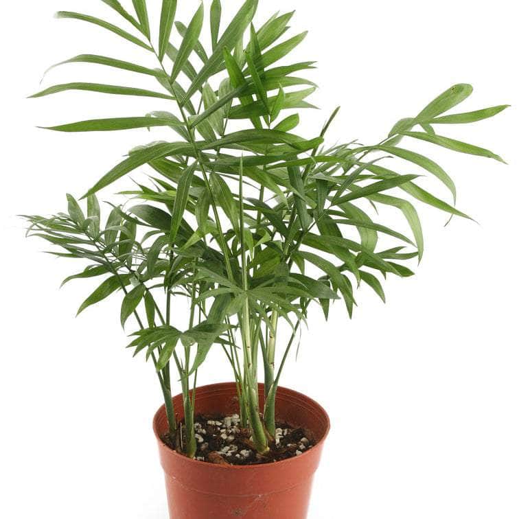 AcquaGarden Plants Parlour Palm (Chamaedorea Elegans) Plant