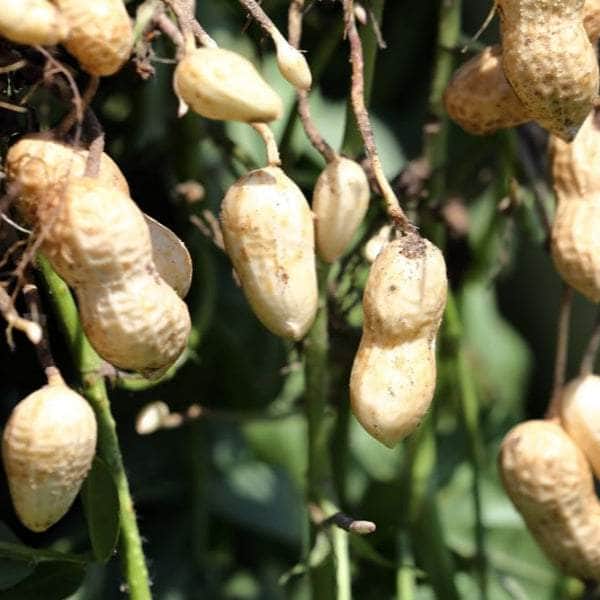 AcquaGarden Plants Peanut Plants