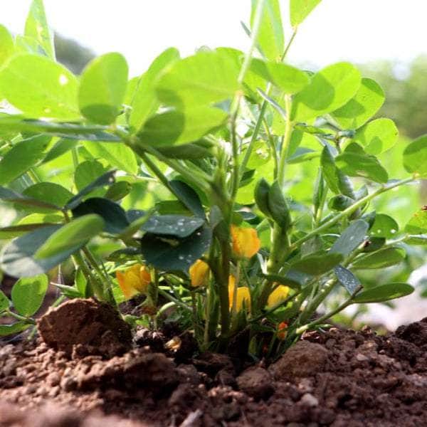 AcquaGarden Plants Peanut Plants