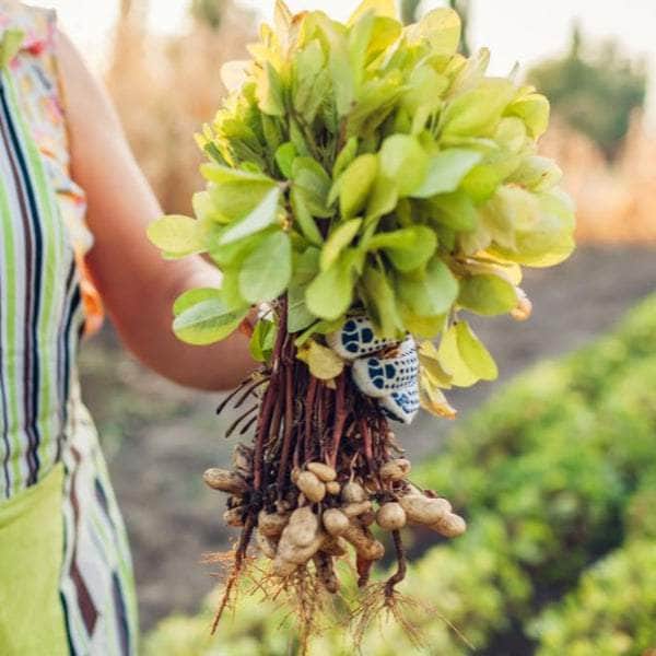 AcquaGarden Plants Peanut Plants