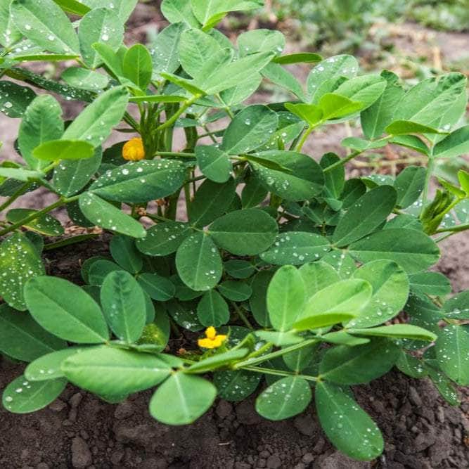 AcquaGarden Plants Peanut Plants