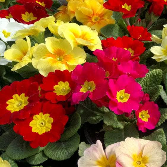 AcquaGarden Plants Primrose 'Cabaret Mix'