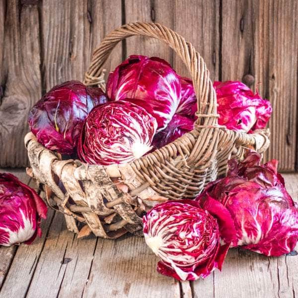 AcquaGarden Plants Radicchio