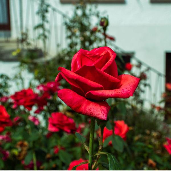 AcquaGarden Plants Rose 'Fragrant Cloud'