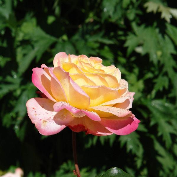 AcquaGarden Plants Rose 'Peace'