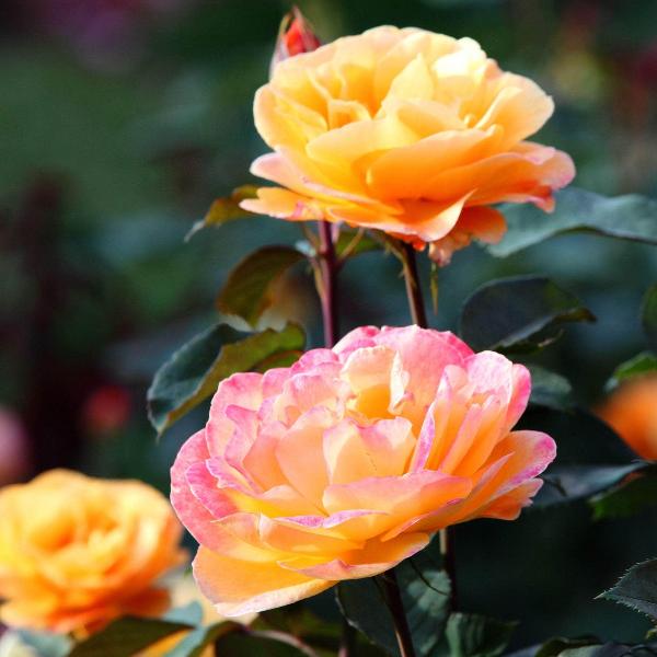 AcquaGarden Plants Rose 'Peace'