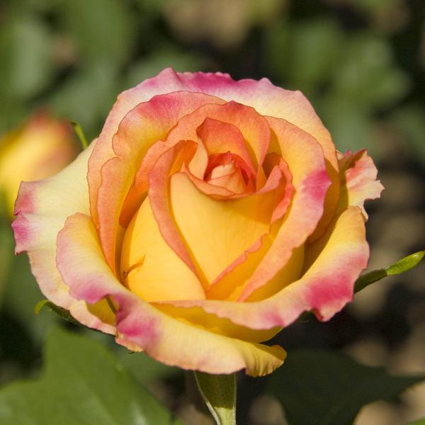 AcquaGarden Plants Rose 'Peace'