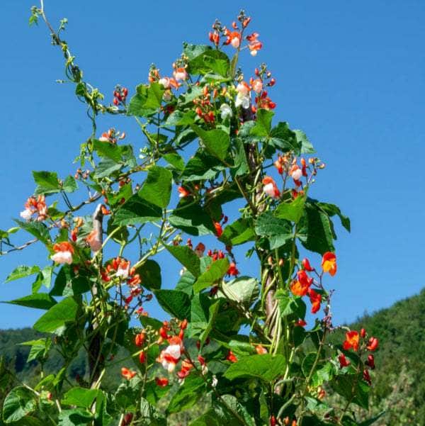 AcquaGarden Plants Runner Beans 'Tenderstar'