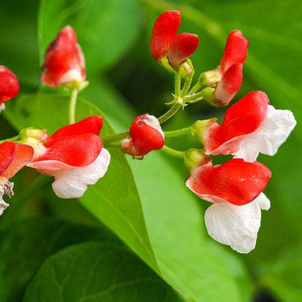 AcquaGarden Plants Runner Beans 'Tenderstar'