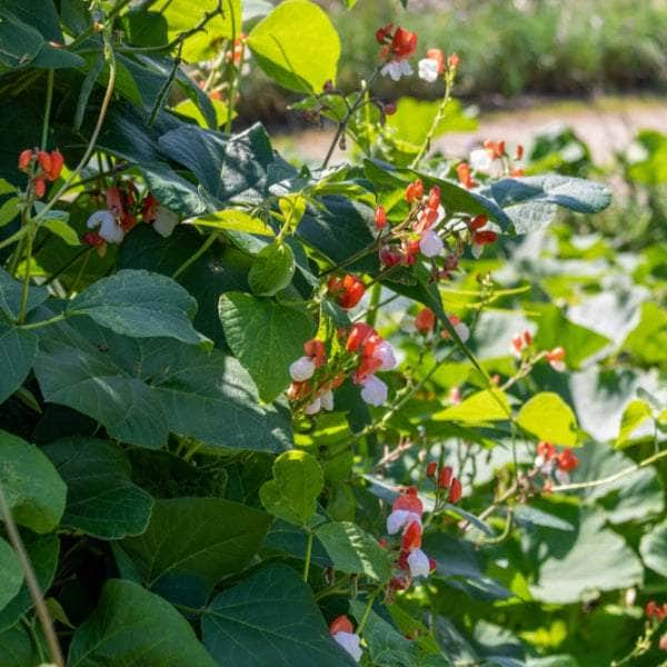AcquaGarden Plants Runner Beans 'Tenderstar'