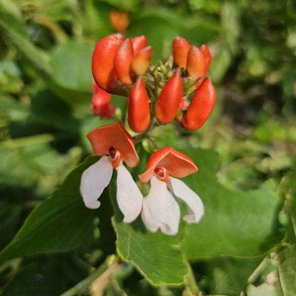 AcquaGarden Plants Runner Beans 'Tenderstar'