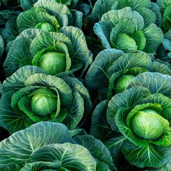 AcquaGarden Plants Vegetable Full Plants Mega-Pack 3 – Mixed Varieties - 72 x Full Plants