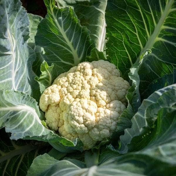 AcquaGarden Plants Vegetable Plug Plants Multi-Pack 2 – Mixed Varieties - 24 x Plug Plants