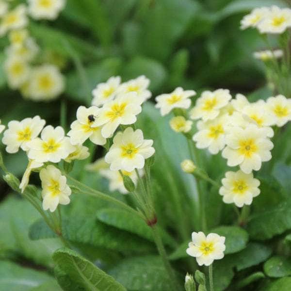 AcquaGarden Primrose Everlast 'Clotted Cream'