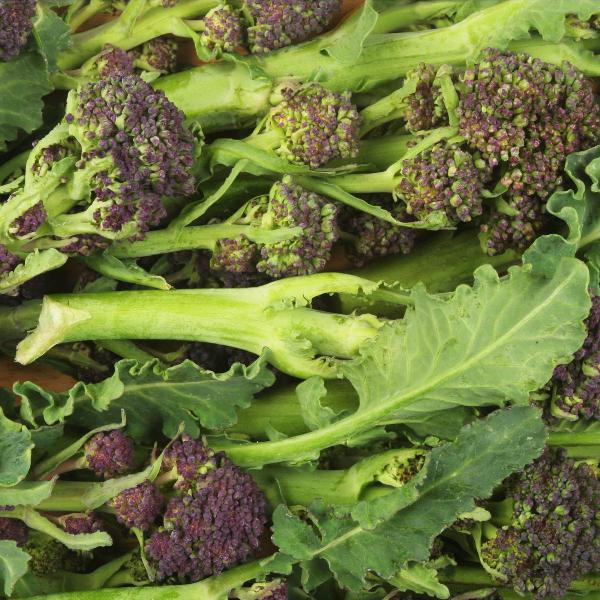 AcquaGarden Purple Sprouting Broccoli