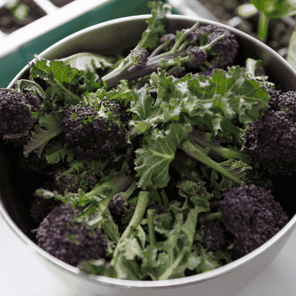 AcquaGarden Purple Sprouting Broccoli