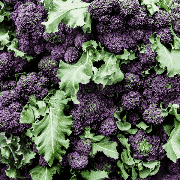 AcquaGarden Purple Sprouting Broccoli