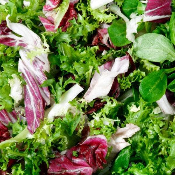 AcquaGarden Radicchio 'Amaranta'