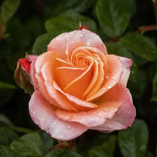 AcquaGarden Rose 'Sweet Dreams'